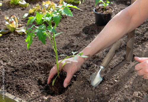 closeup on hand of a gardener  planting tomatoes seedling in organic vegetabl...