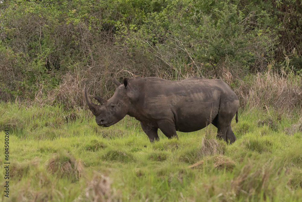 White rhinoceros (Ceratotherium simum) with calf in natural habitat, South Africa White rhinoceros (Ceratotherium simum) with calf in natural habitat, South Africa