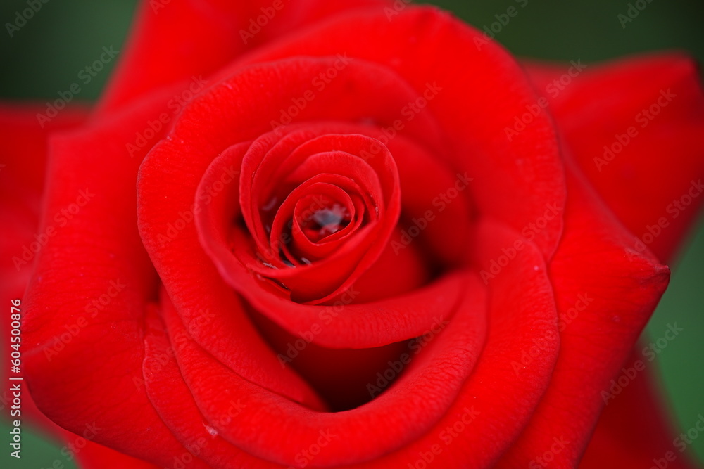 Close-up of a red rose Close-up of a red rose