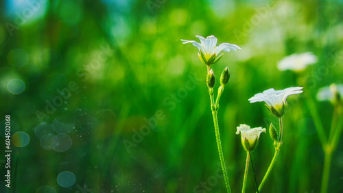 Wildblumen - Wiese - Beautiful - colorful - summer - spring - Wildflowers - Background © Enrico Obergefäll