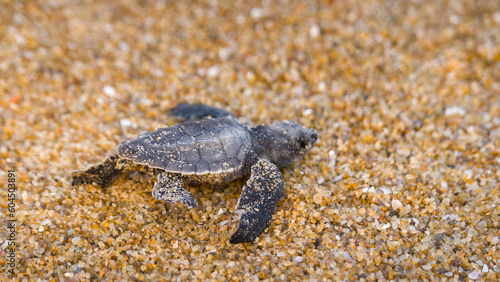 Newly hatched olive Ridley turtle baby on sea beach sand.