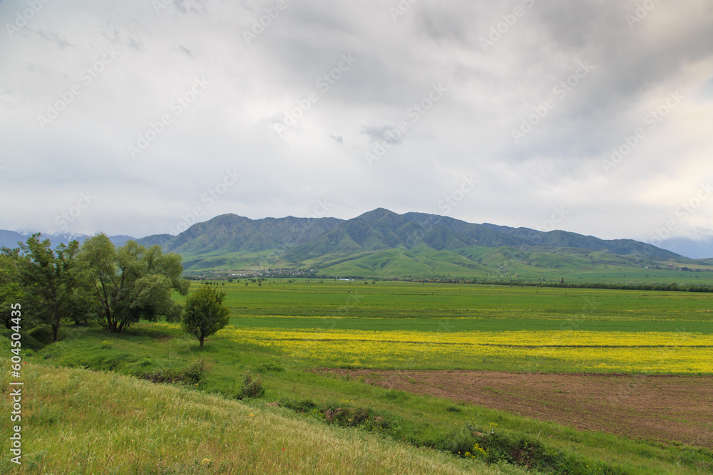 Blooming fields against the backdrop of mountains. Beautiful mountain landscape. Blooming summer herbs. Spring landscape. Kyrgyzstan. Blooming fields against the backdrop of mountains. Beautiful mountain landscape. Blooming summer herbs. Spring landscape. Kyrgyzstan.