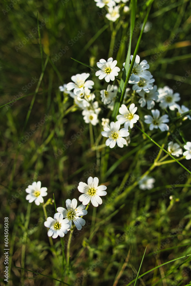 Wildblumen - Wiese - Beautiful - colorful - summer - spring - Wildflowers - Background Wildblumen - Wiese - Beautiful - colorful - summer - spring - Wildflowers - Background