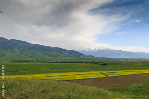 Blooming fields against the backdrop of mountains. Beautiful mountain landscape. Blooming summer herbs. Spring landscape. Kyrgyzstan.