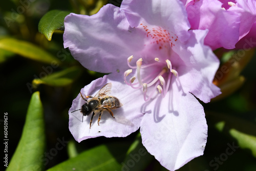 Abeille posée sur une fleur rose