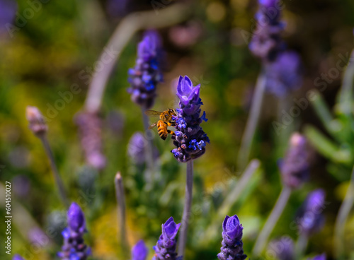 Bee  in the flowers