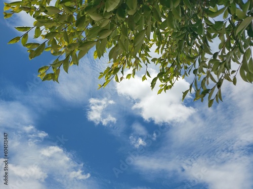 natural green leaves sky and clouds background