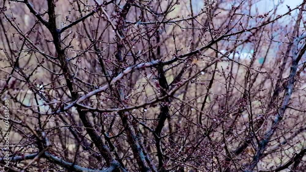 Snow falling on the garden in winter, Pakistan, Slow motion Snow falling on the garden in winter, Pakistan, Slow motion
