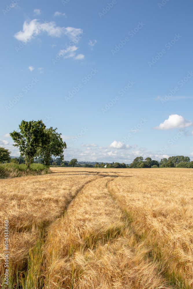 Wheat fields in the summertime countryside of England.