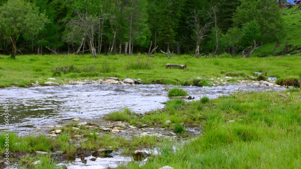 Green glade next to a wooded area through which the river flows fast. Small mountain river flows next to a coniferous forest Green glade next to a wooded area through which the river flows fast. Small mountain river flows next to a coniferous forest