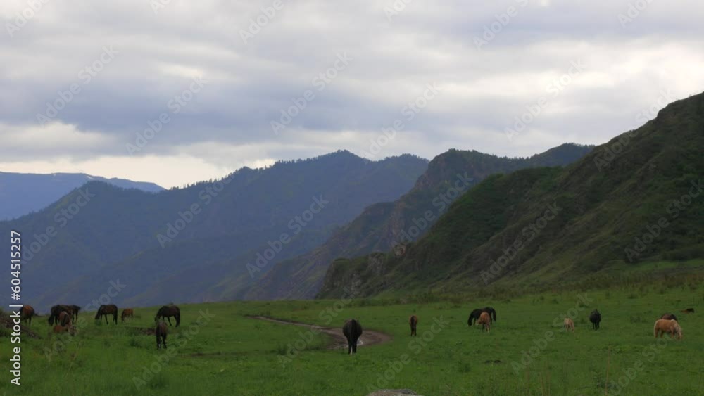 On a cloudy summer day, a herd of horses graze freely, plucking the lush green grass in a meadow in the valley. A herd of horses in a mountain valley on a paddock On a cloudy summer day, a herd of horses graze freely, plucking the lush green grass in a meadow in the valley. A herd of horses in a mountain valley on a paddock