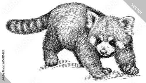 Vintage engraving isolated red panda set illustration ink sketch. Chinese bear background animal silhouette art. Black and white hand drawn vector image.