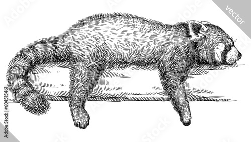 Vintage engraving isolated red panda set illustration ink sketch. Chinese bear background animal silhouette art. Black and white hand drawn vector image.