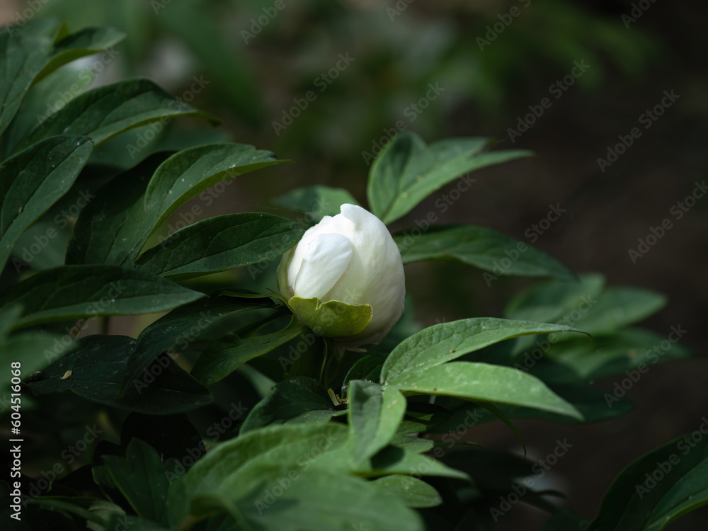 100 million pixel high-definition flowers captured by Fuji camera GFX100S camera 100 million pixel high-definition flowers captured by Fuji camera GFX100S camera
