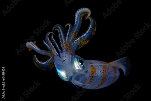 Bigfin Reef Squid - Sepioteuthis lessoniana in the night. Underwater world of Tulamben, Bali, Indonesia.