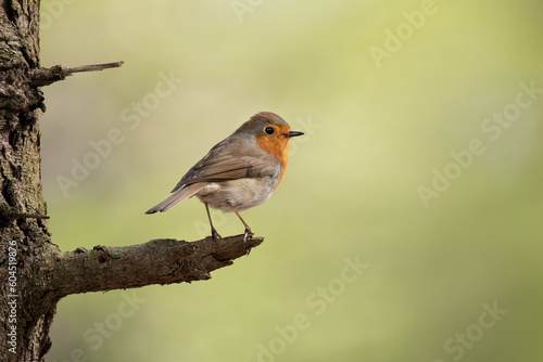 Beautiful European Robin (Erithacus rubecula) singing on branch.