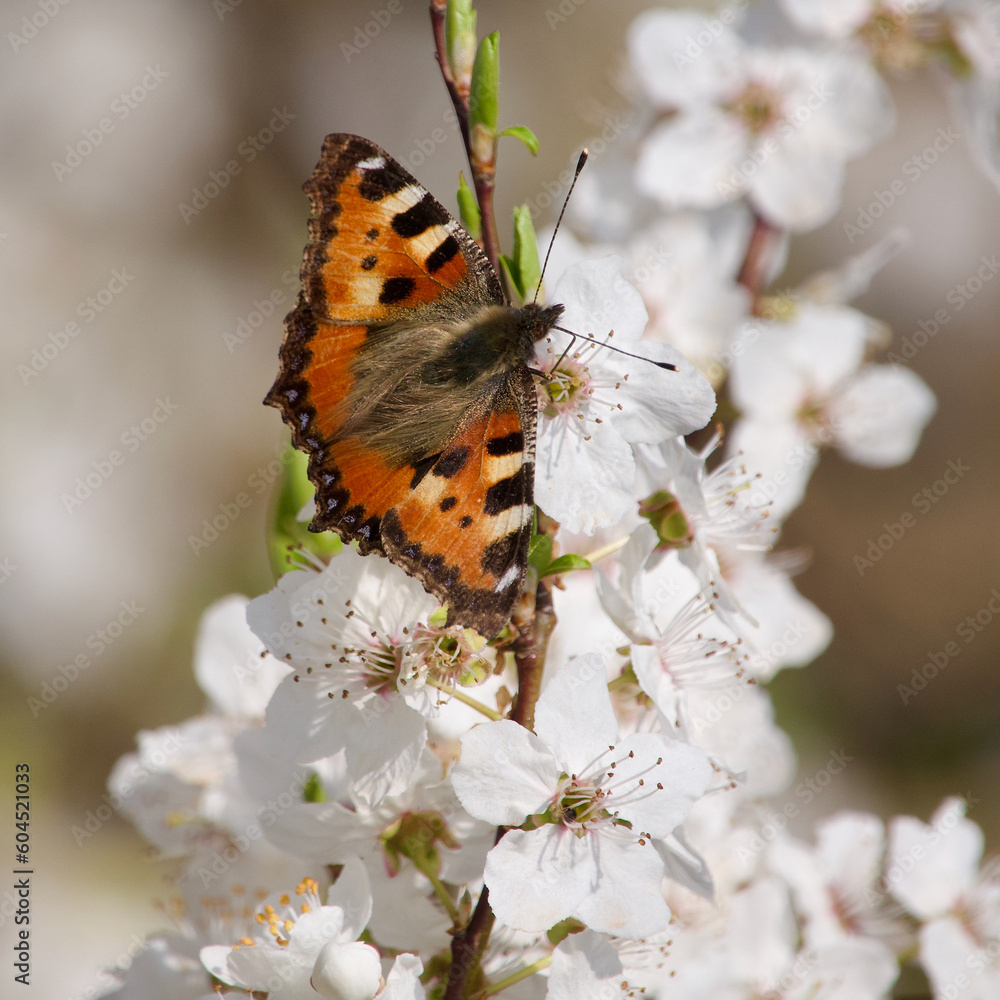 Obraz premium butterfly on flower