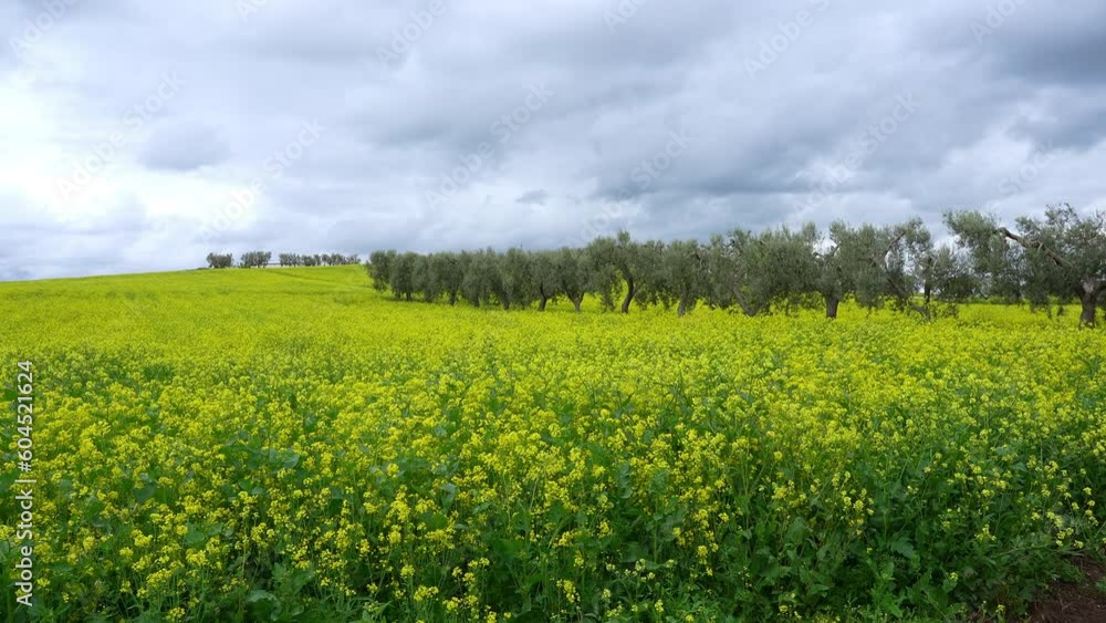 Amazing view of yellow rapeseed fields and olive trees during spring season. Agricultural fields with green and yellow colors. Dark sky due to thunderstorm. Bad weather. Dramatic sky Amazing view of yellow rapeseed fields and olive trees during spring season. Agricultural fields with green and yellow colors. Dark sky due to thunderstorm. Bad weather. Dramatic sky