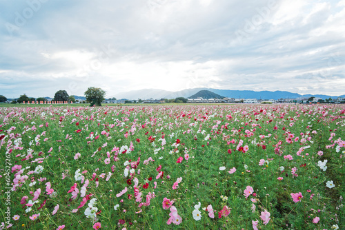 Cosmos Flower Field at Fujiwara Palace Ruin                                 