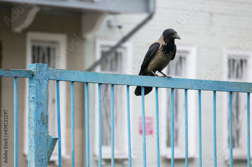 A lonely crow sitting on a fence