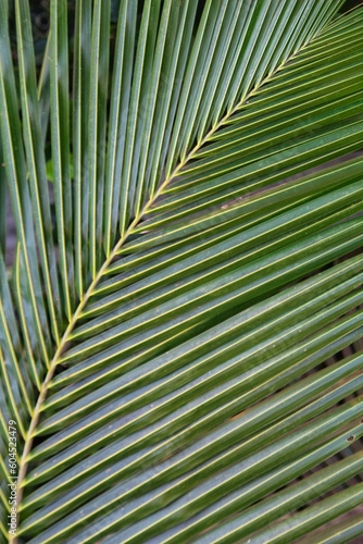 coconut leaf in different pattern design nature background HD