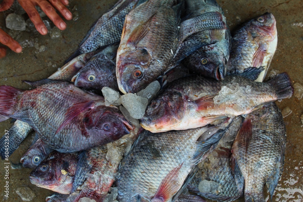 heap of tilapia fish with ice ready for sale HD
