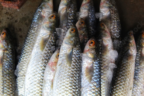 heap of freshly harvested mugil cephalus grey mullet fish sale in Asia photo