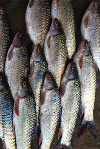 pile of  mrigal carp fish arranged in fish market for sale photo