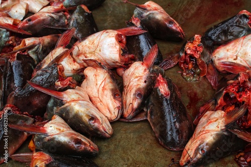 pangassius sutchi fish processed and cut for export sale HD photo