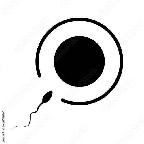 Sperm cell to egg cell