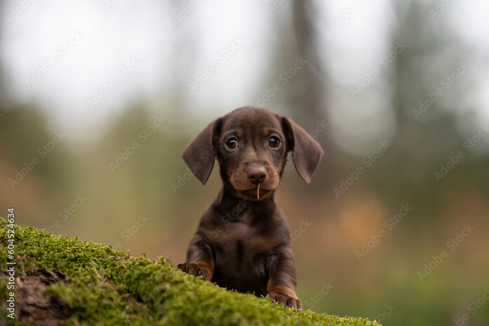 brrown chocolate Mini Dachshund dog puppy in the forest
