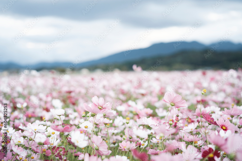 Fototapeta premium Cosmos Flower Field at Fujiwara Palace Ruin（藤原宮のコスモス畑）