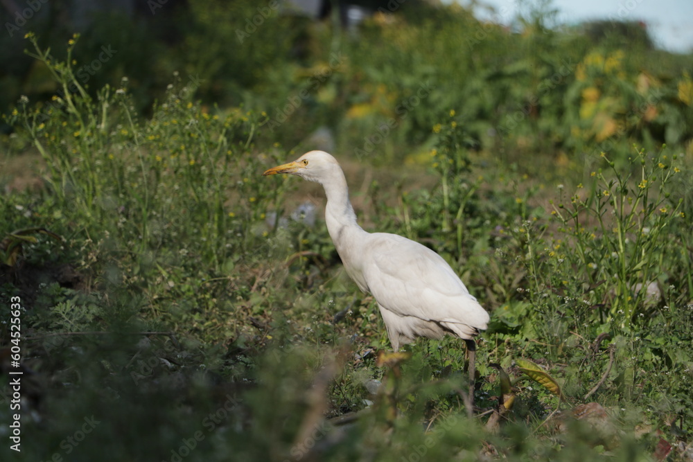 A beautiful cattle egret bird on field. A beautiful cattle egret bird on field.