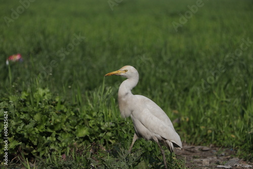 A beautiful cattle egret bird on field.