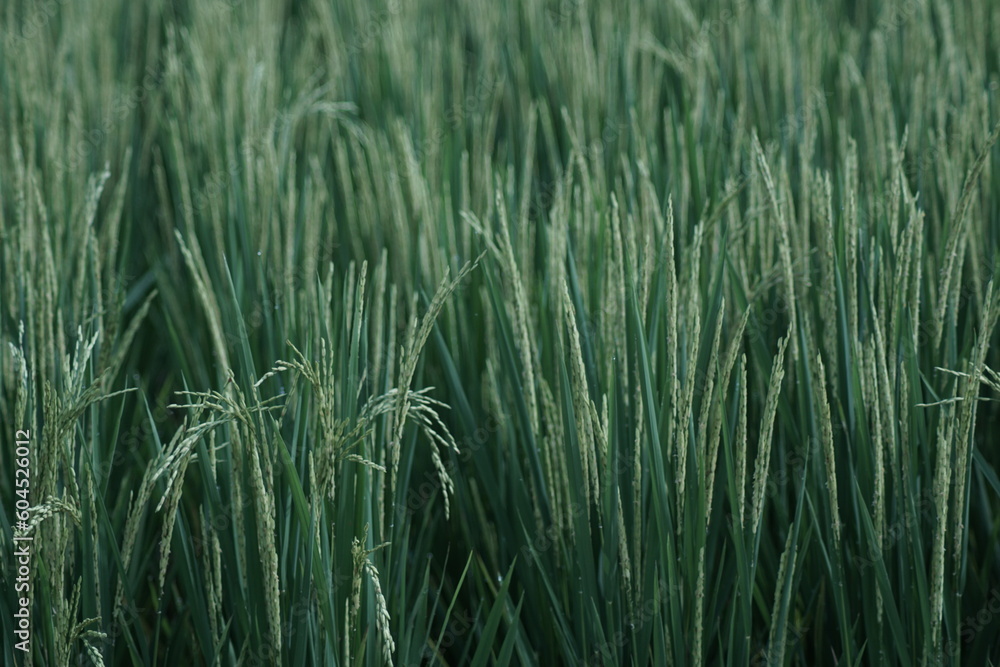 close-up view of rice paddy in the ricefield close-up view of rice paddy in the ricefield