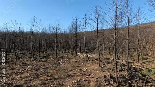 Vista de árboles jóvenes pino quemados tras un incendio forestal en la sierra de la culebra, España photo