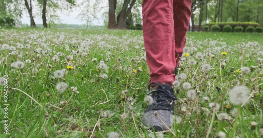 Women's feet walk along green field with blooming dandelions. Front view following shot Women's feet walk along green field with blooming dandelions. Front view following shot