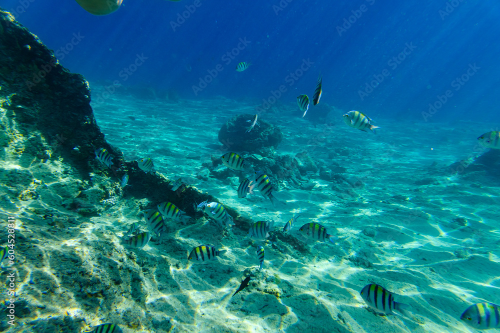 Colonies of the corals and Abudefduf fishes at coral reef in Red sea Colonies of the corals and Abudefduf fishes at coral reef in Red sea