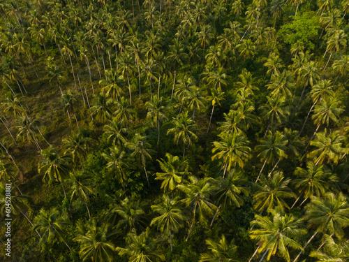 Aerial drone view of beautiful Palm trees jungle. Kood island  Thailand.