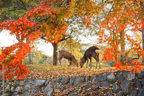 Deer in Nara Park in Autumn in Japan