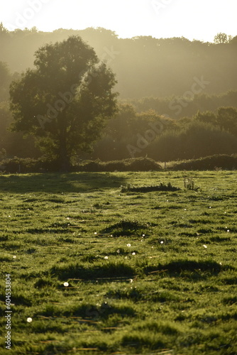 Campagne au soleil couchant avec un chêne, de l'herbe et des pissenlis en fleur