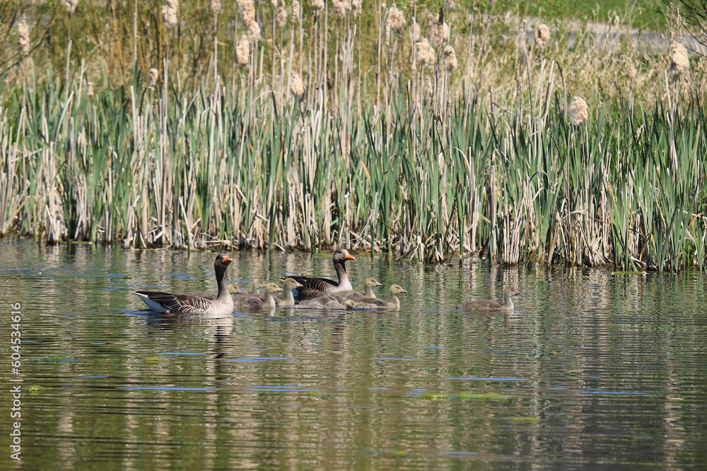 Fototapeta premium Graugänse mit ihren Gösseln auf einem Teich