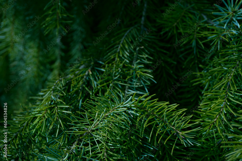 pine needles