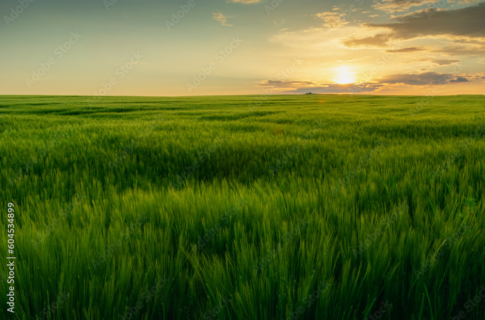 Sunset over a large green barley field