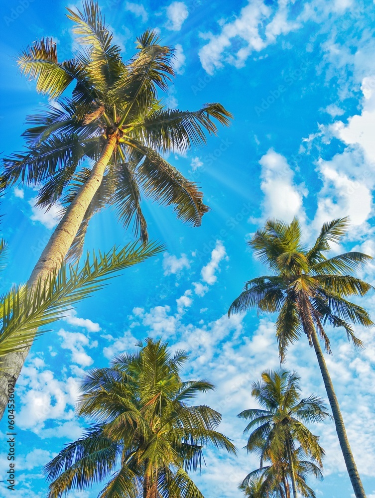 palm tree on the beach palm tree on the beach