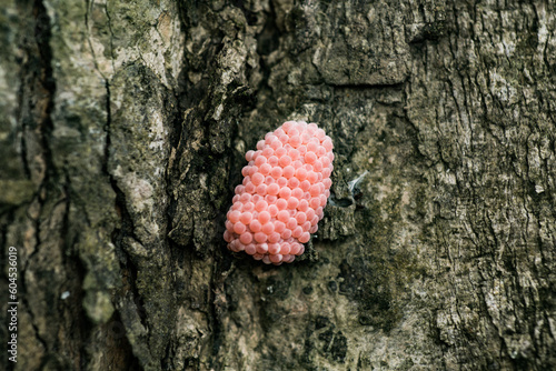 golden snail egg