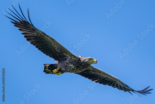 white tailed eagle