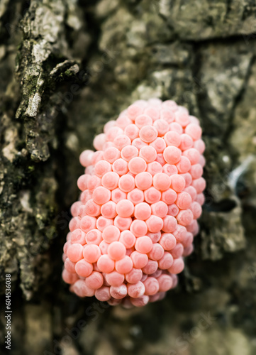 golden snail egg