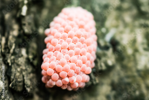 golden snail egg
