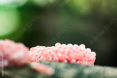 golden snail egg